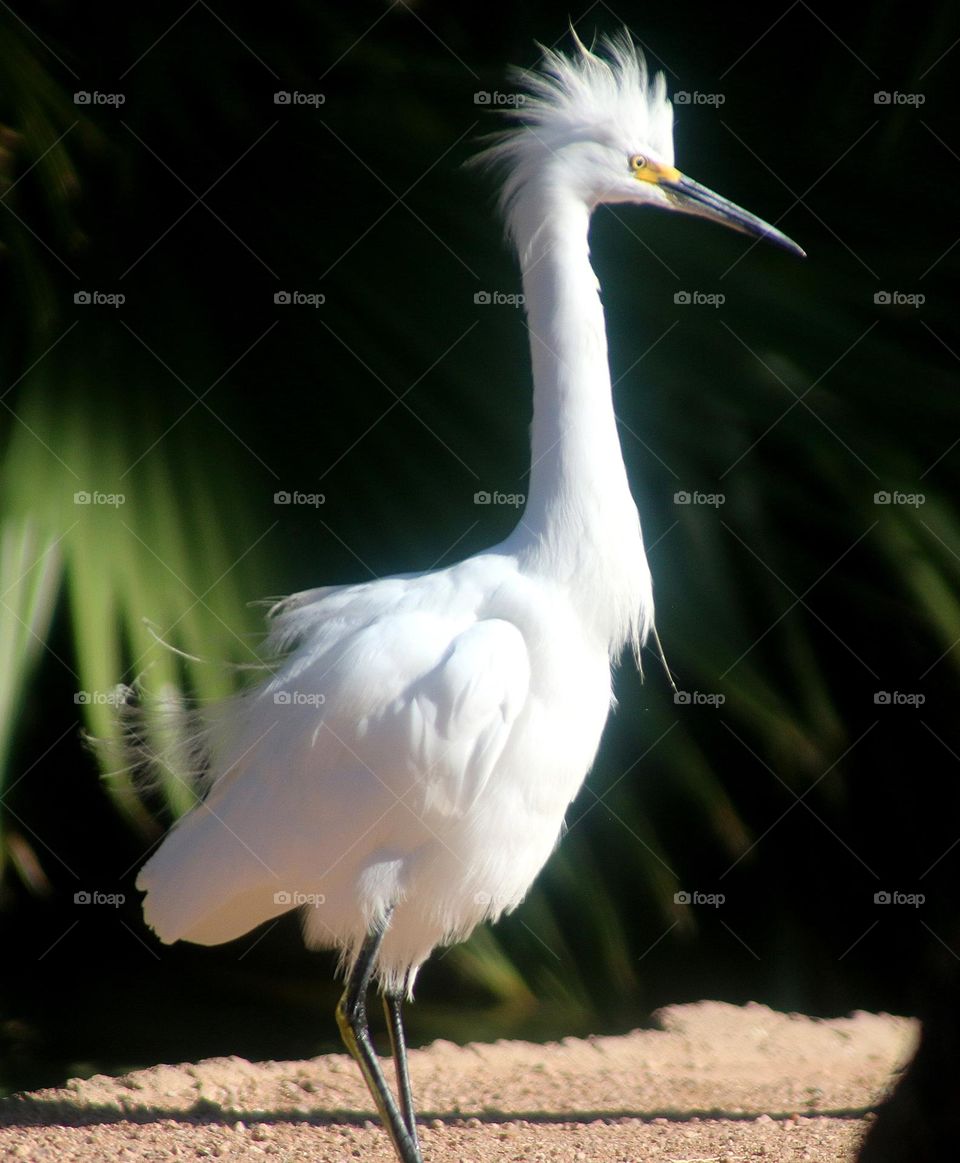 Portrait of a Snowy Egret