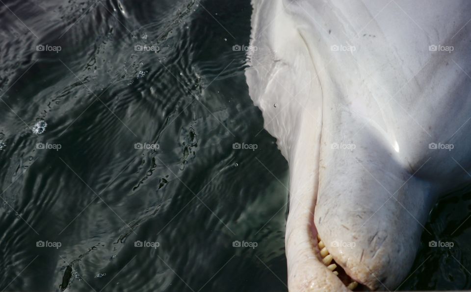 Close up wild dolphin mouth and teeth  head shot 