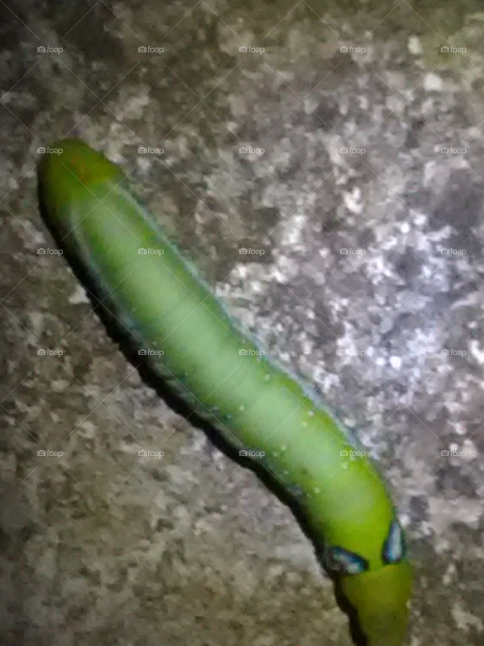 After rainy days, we get to see the types of Ilio species of egg, larva and worm.