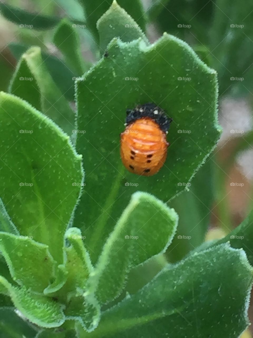 Young ladybug 
