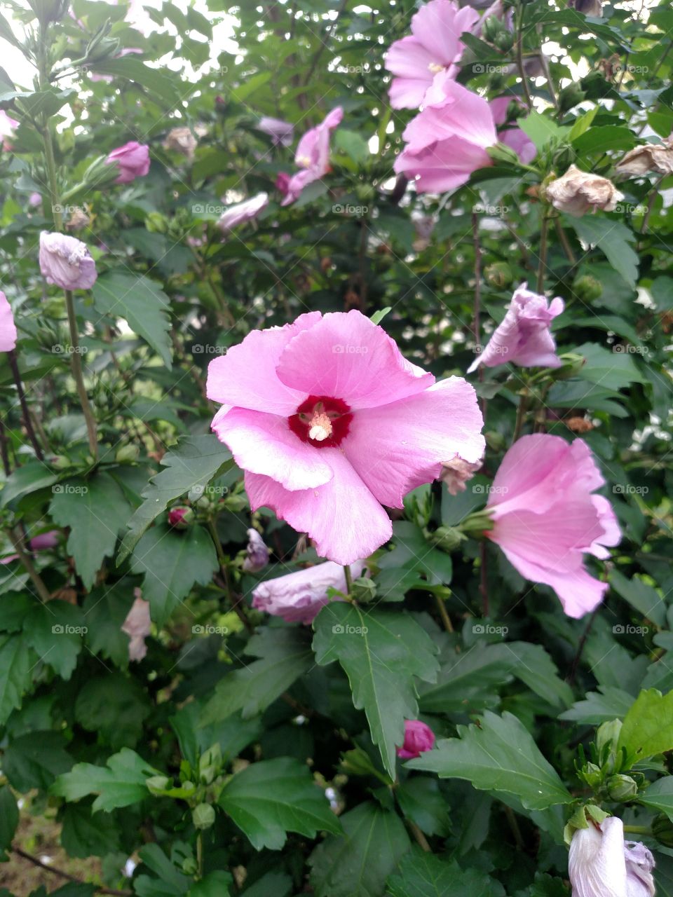 A flower by any other name.. is still a flower.