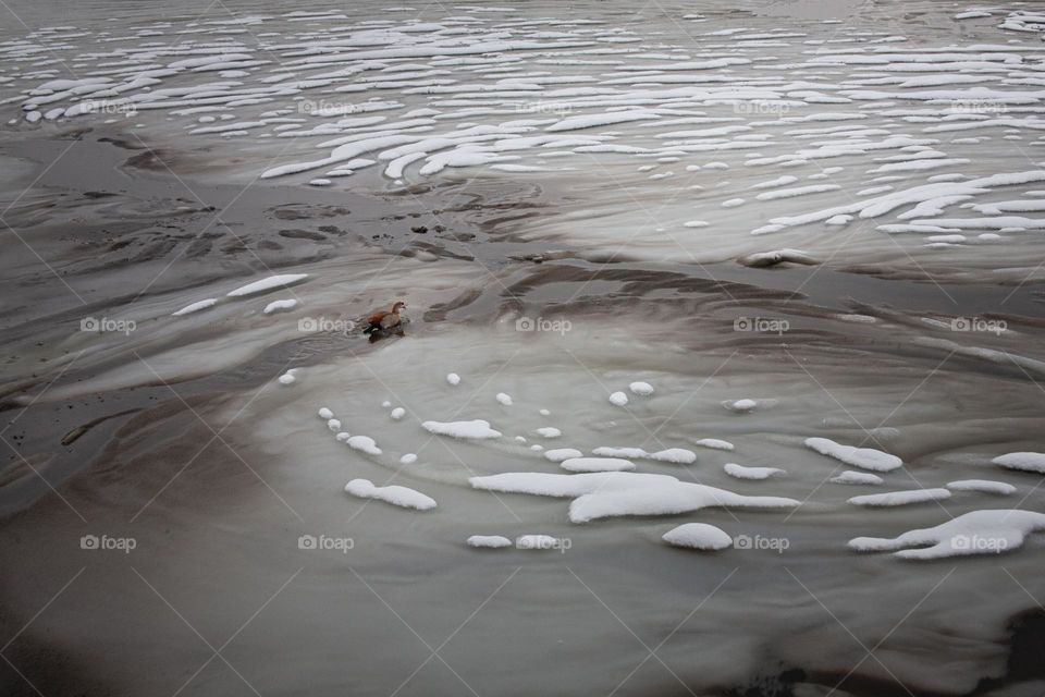 Lonely duck on a frozen lake 