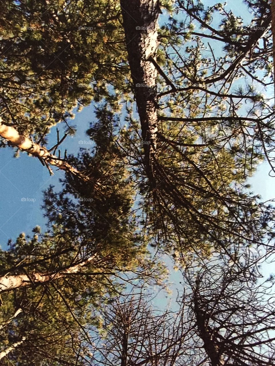 Looking up through tall pines. Hiking stopped to look up through tall pine trees