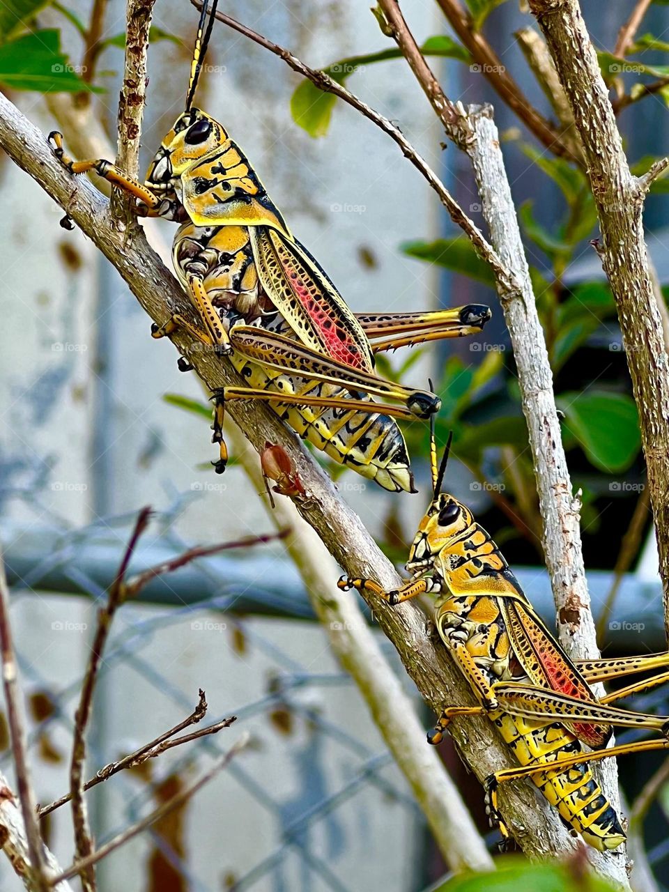 Lubber Grasshopper