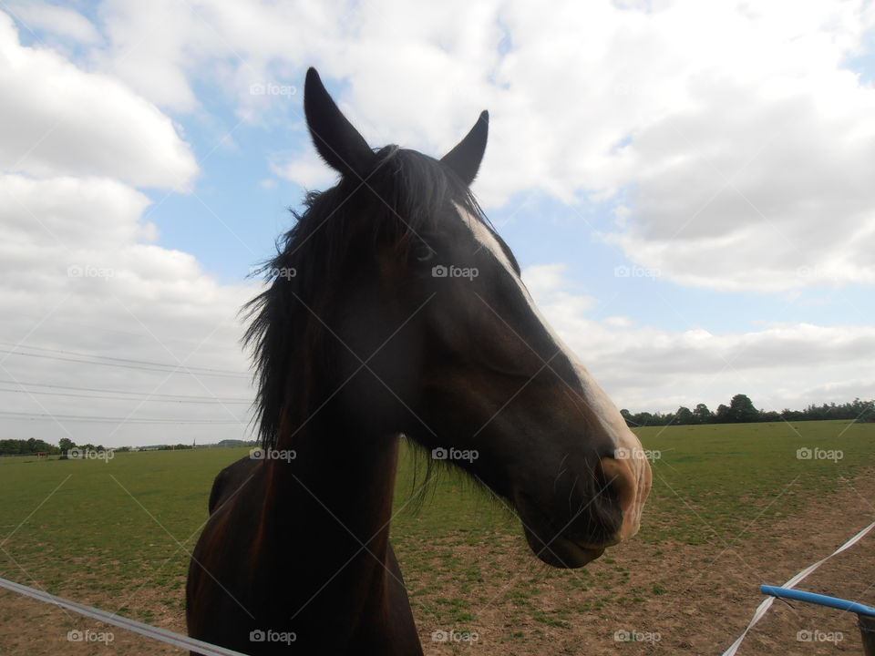 Brown Horse Up Close