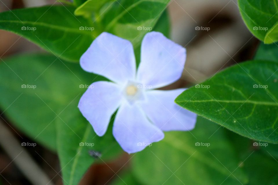 Vinca