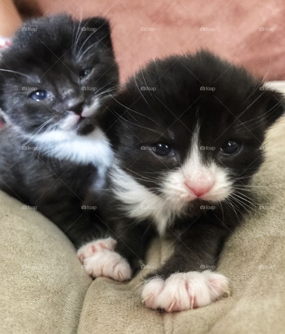 Cutest baby kittens