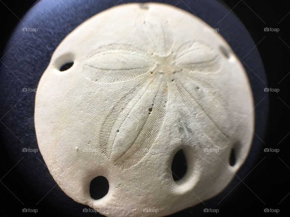 Sand dollar through fisheye 