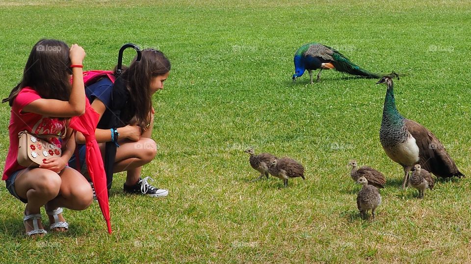 Watching the peacock family