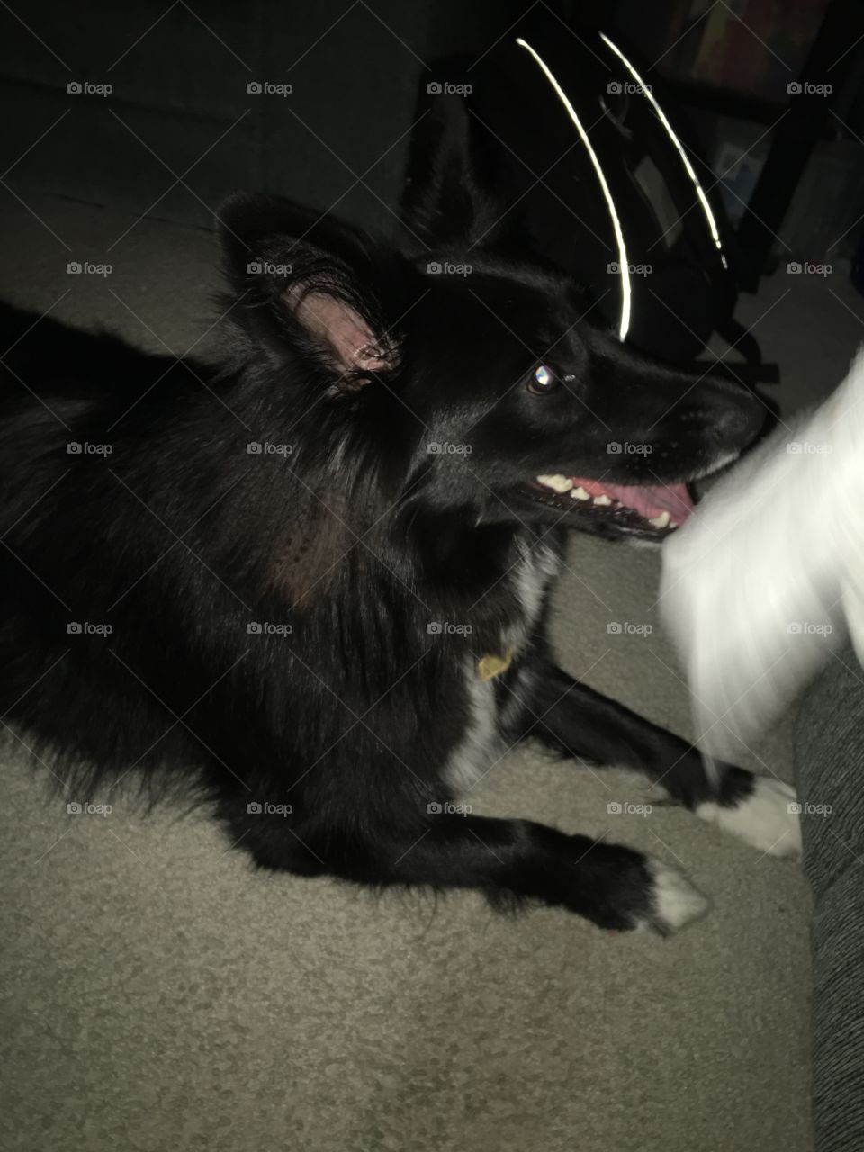 Dog, Canine, Mammal, One, Portrait