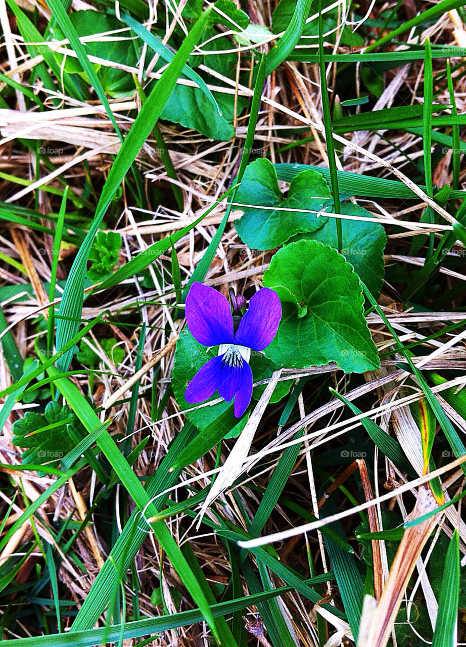 spring plants grass violet by silkenjade