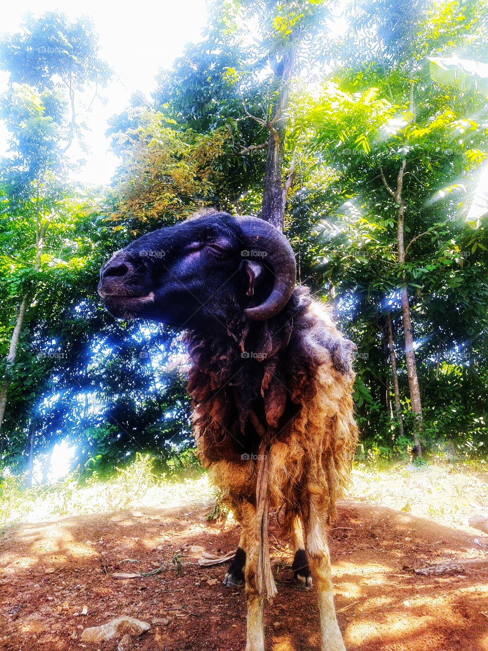 Male and female goats have a pair of horns, but the horns on male goats are larger.