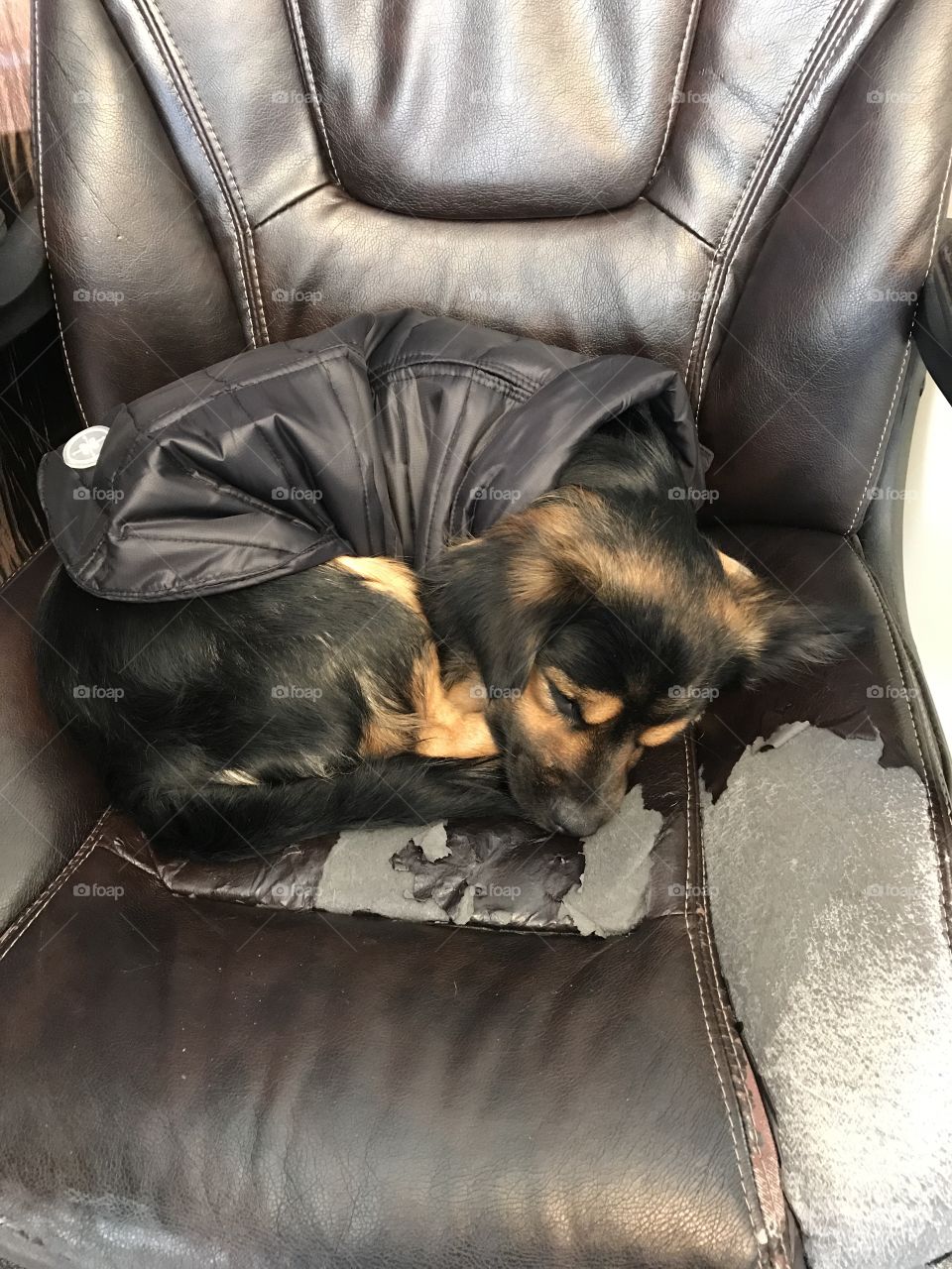 Chilly morning in his favorite chair at the office 