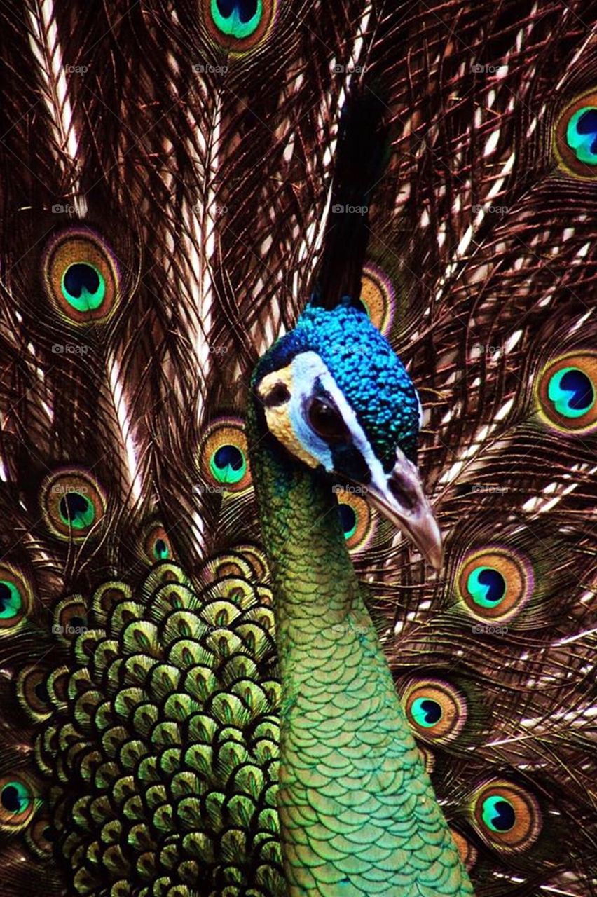 Green Peacock 