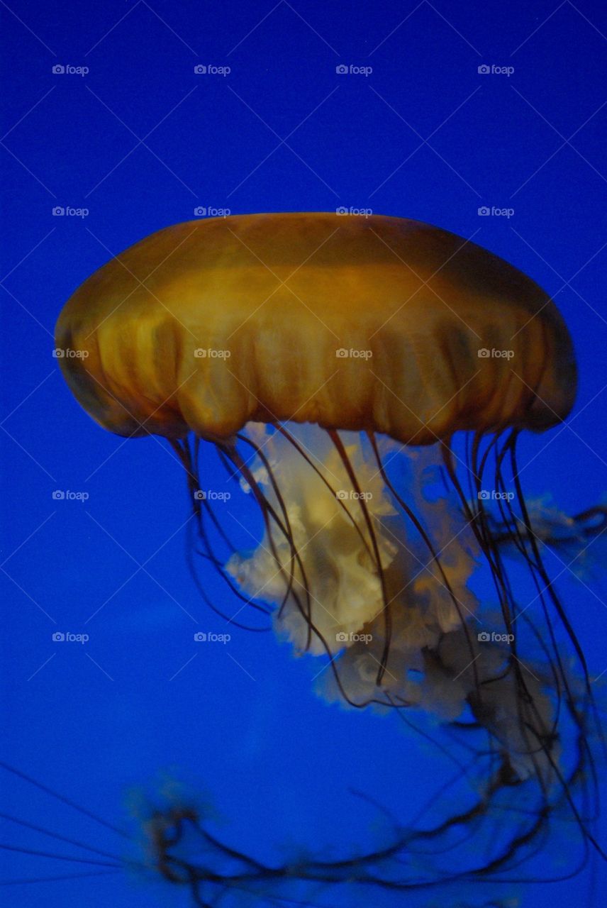 Close-up of jellyfish