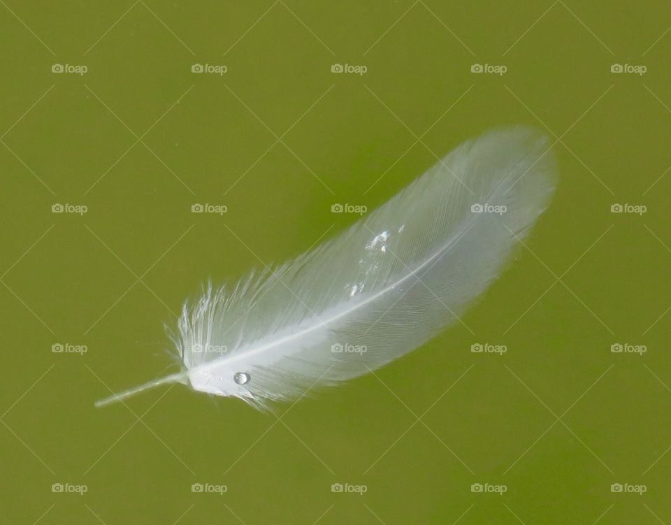 Feather