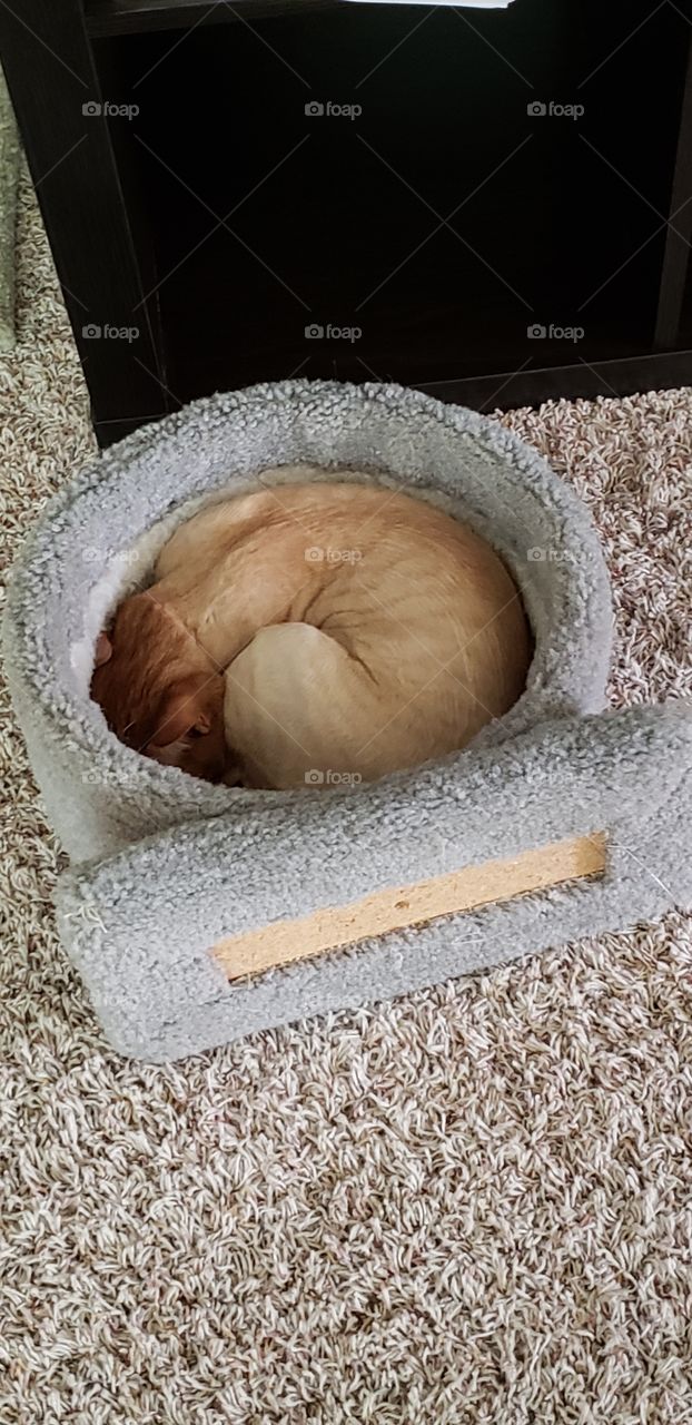 kitty curled comfortably in a play toy. furry, soft, quiet, cozy, and cute. strange cat behavior caught but cute to see.