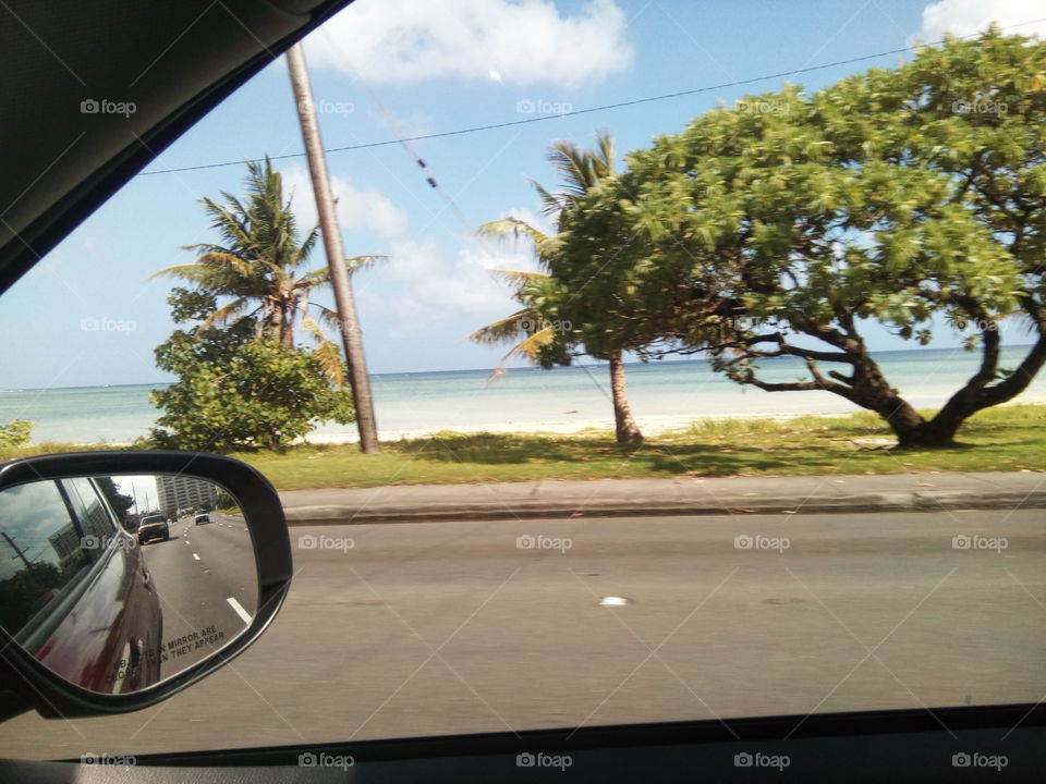 beach and tree's