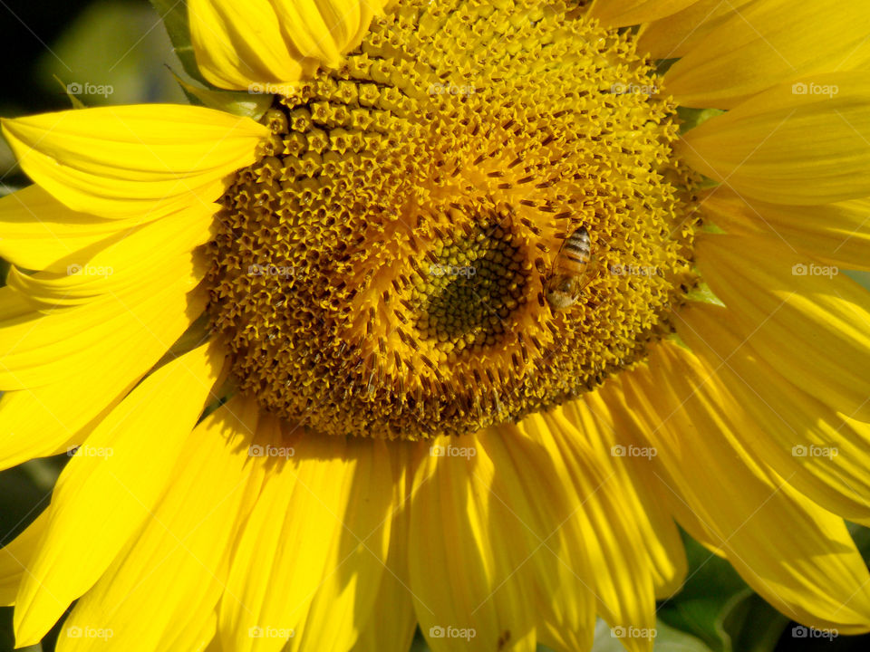 Up close sunflower