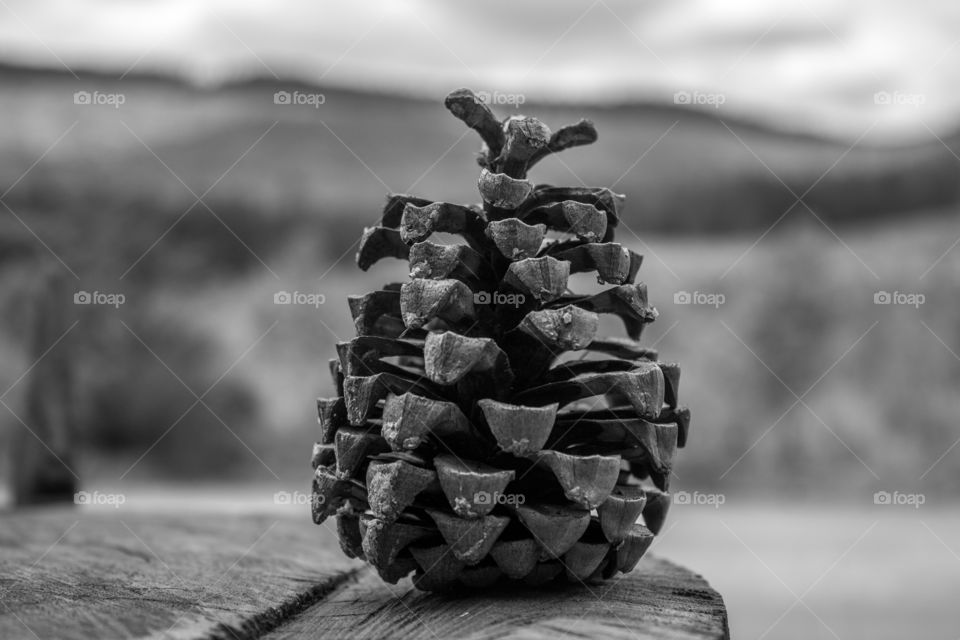 Pine cone in black and white