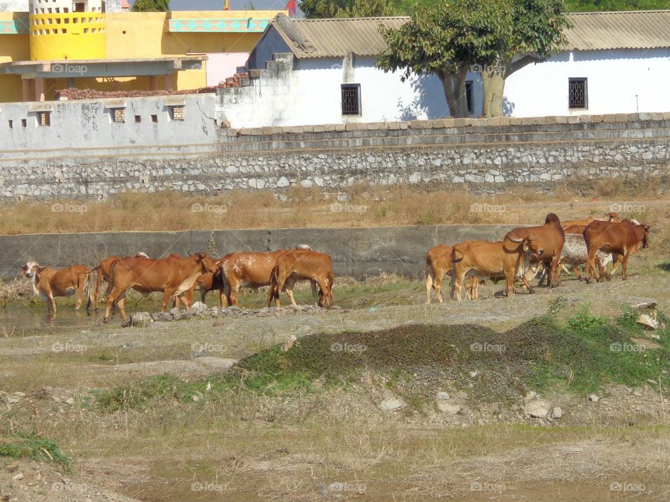 cows row
