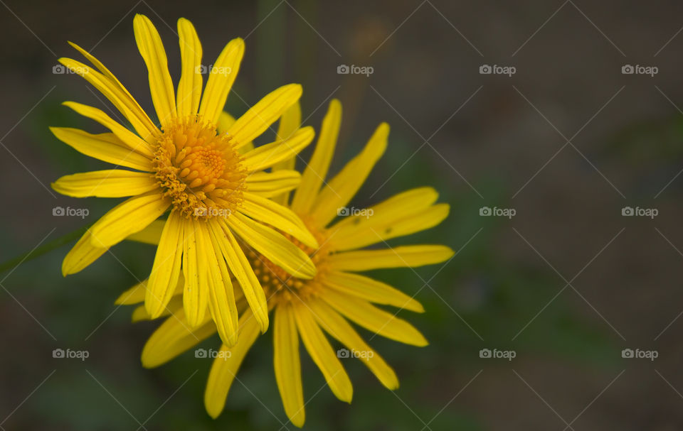 yellow flower