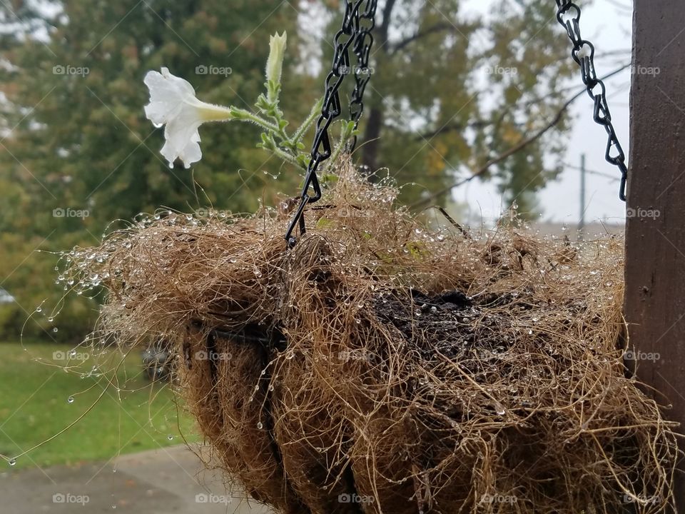 On a rainy day flower