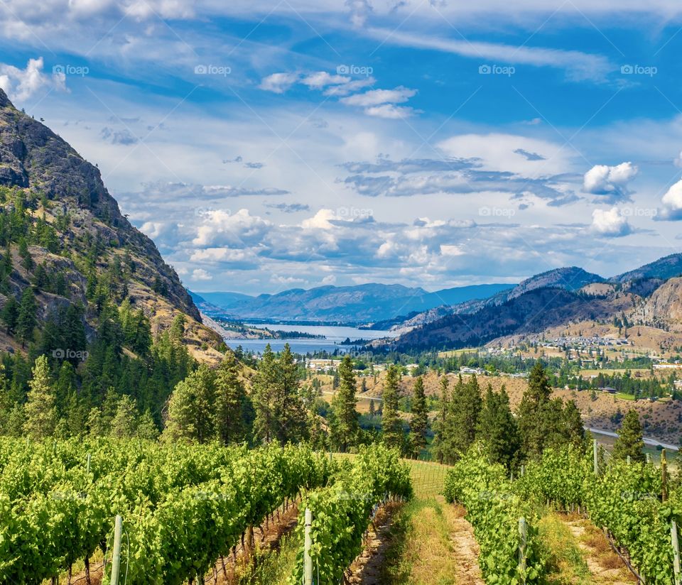 Vineyards above a scenic mountain valley with blue lake in the background - Hawthorne Mountain, British Columbia, Canada 