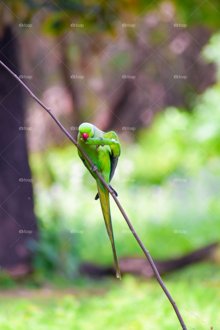 A parrot perched on a flimsy branch pecking on a pea pod on a beautiful summer morning