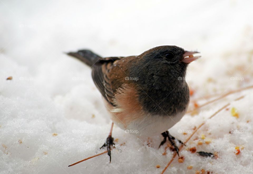 Bird on snowy field