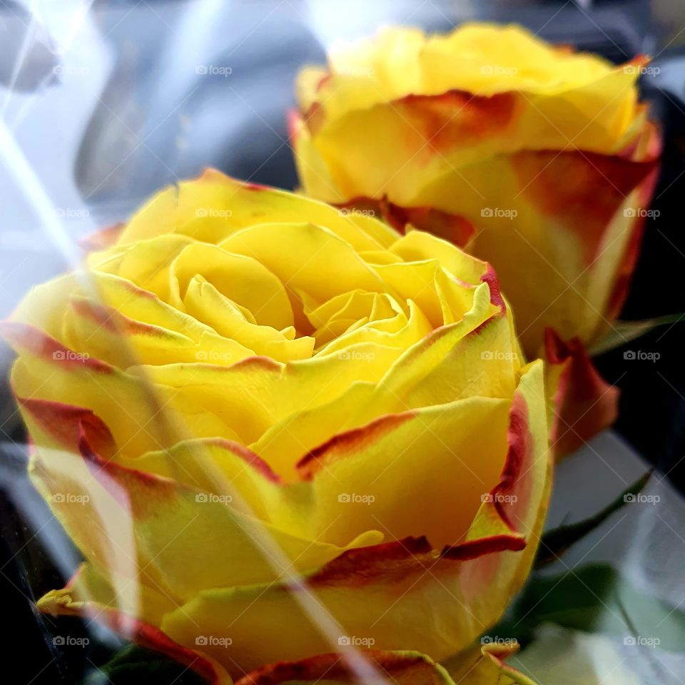 beautiful yellow roses, mission Yellow