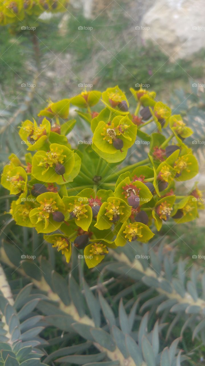 #Euphorbia