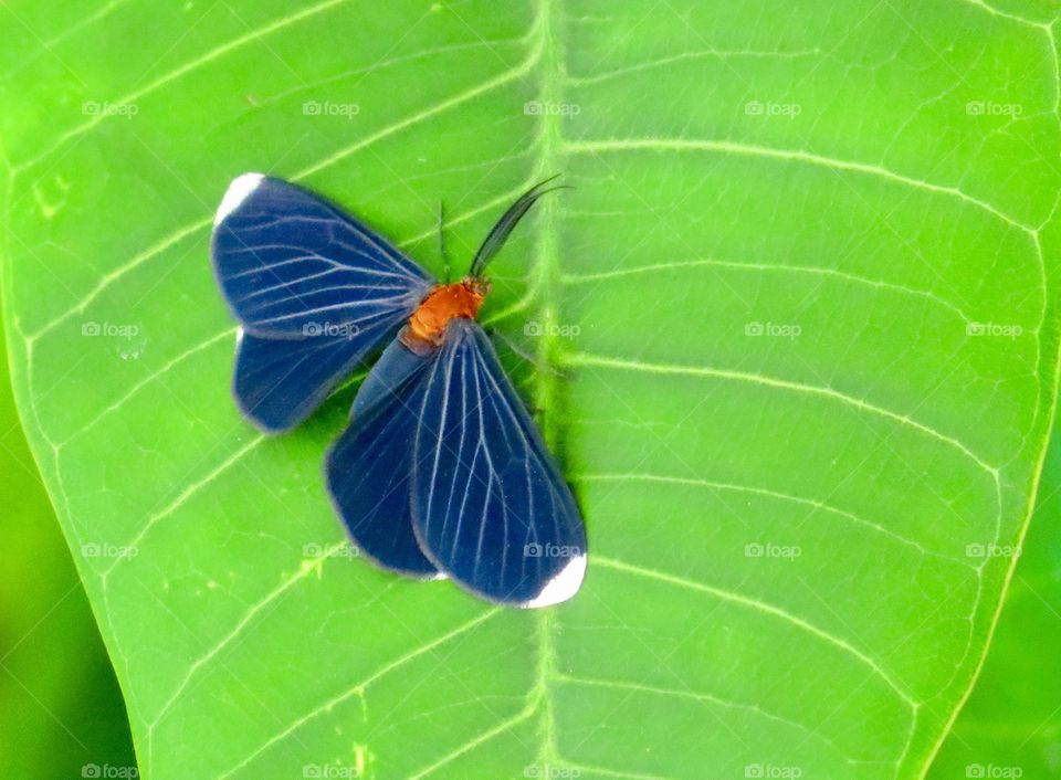 Butterfly on Frangipani Leaf