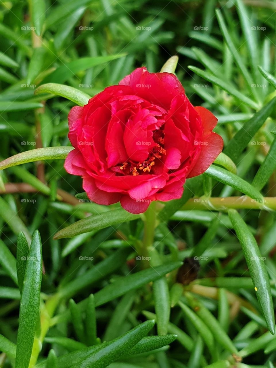 the portulaca grandiflora