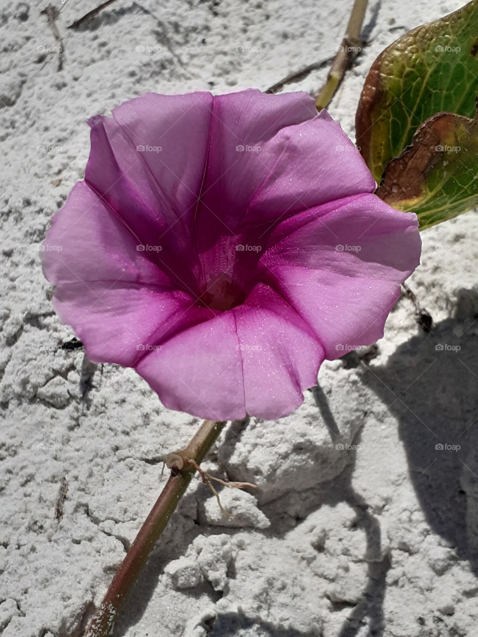 flor no deserto