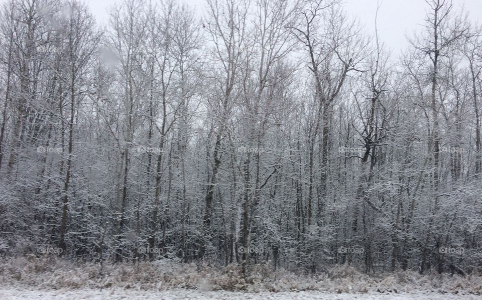 Snowy Trees
