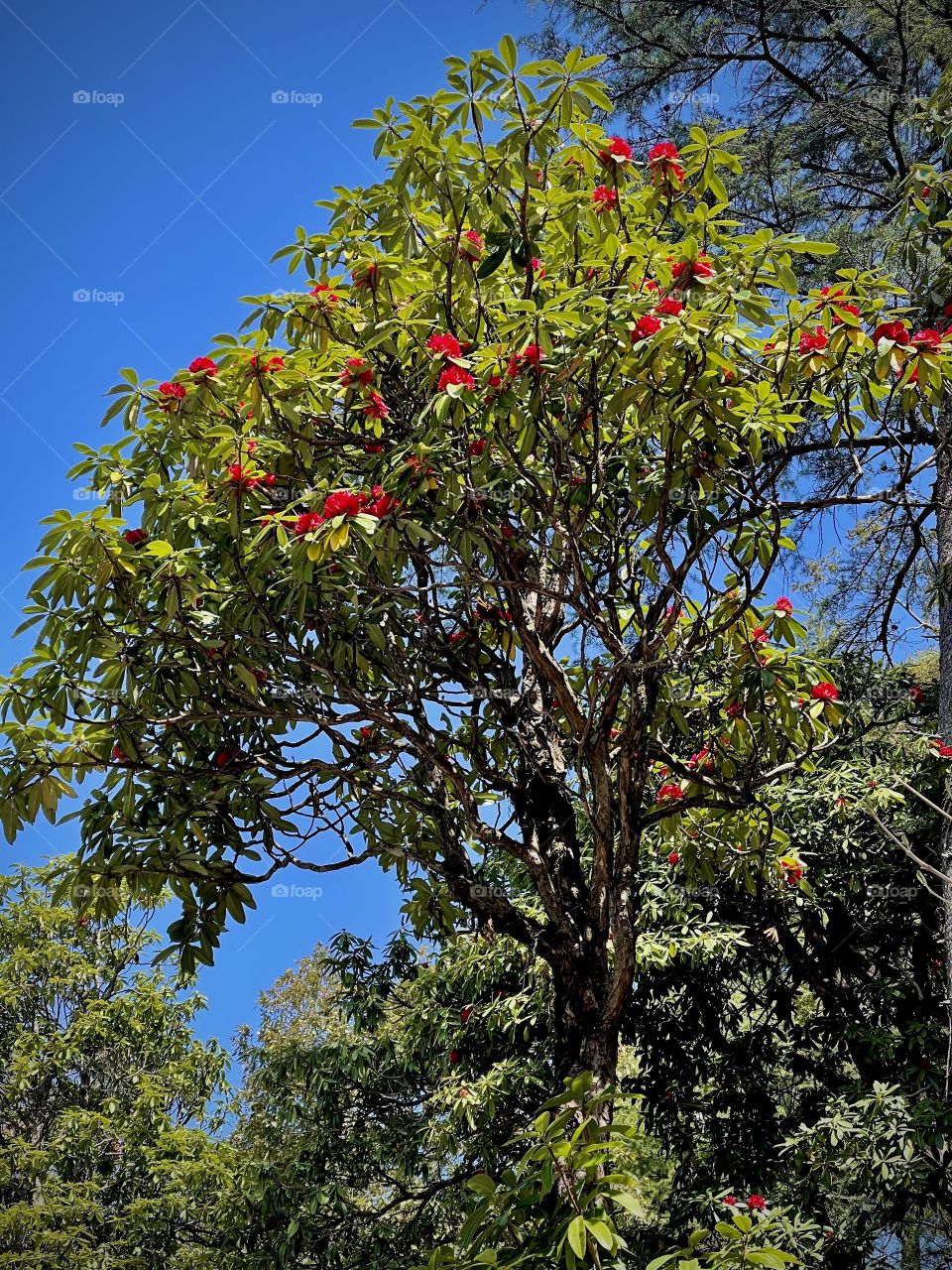 Here I sit beneath a tree. Heartbeat calm. Soul hums free.