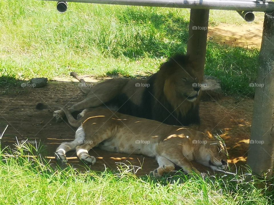The couple lions in Leofoo Village Theme Park