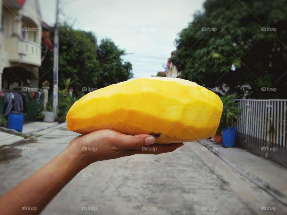 Yellow ripe mango in hand.