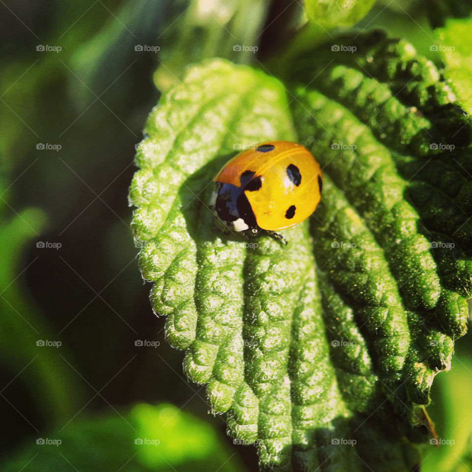 Ladybird