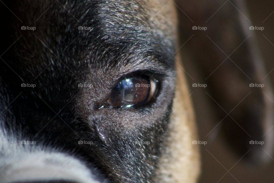 Ready to run; Macro of Boxer’s eye with the reflection of an open glass door leading outside