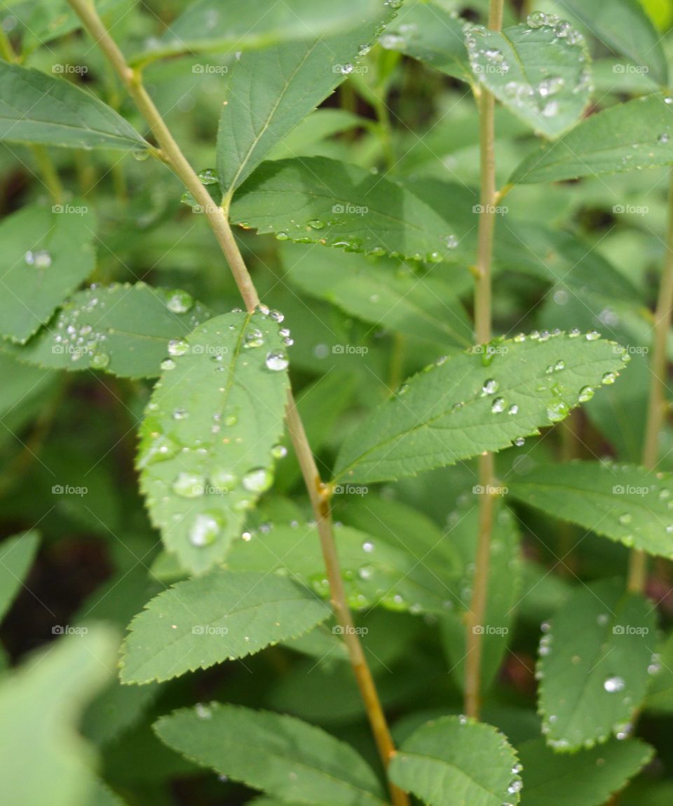 Dew drops
