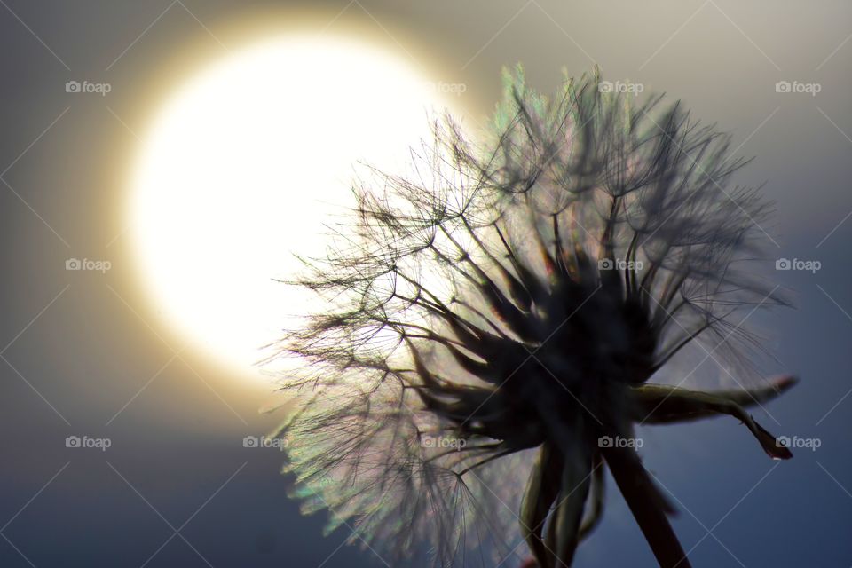 dandelion in front of sun