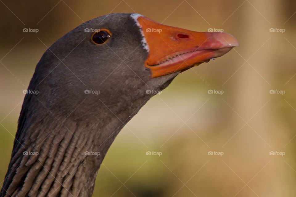 Close-up of a goose