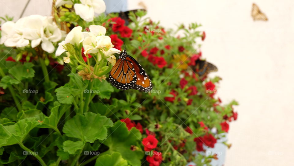 Monarch Butterfly on White Geraniums