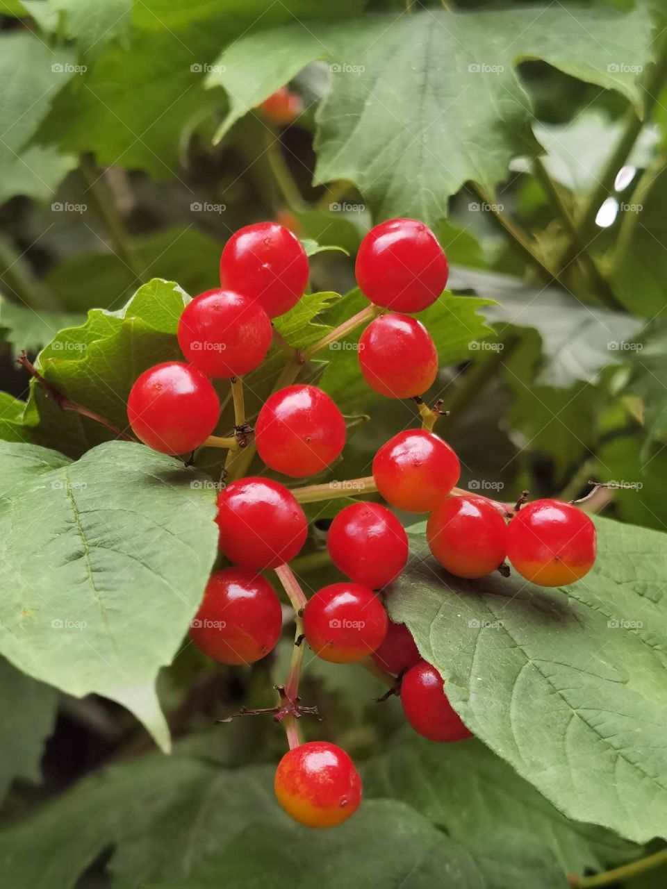 red berries