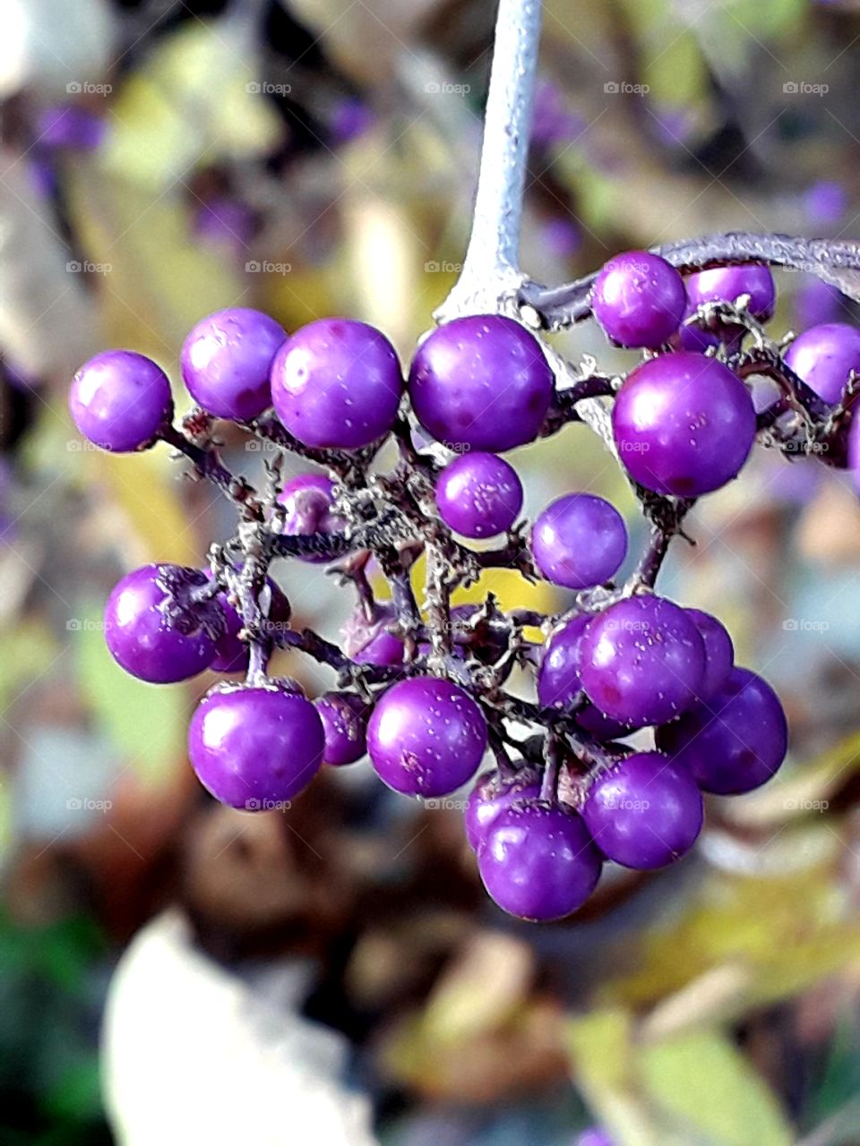 purple berries of beautiberries (Callicarpa bodinieri)