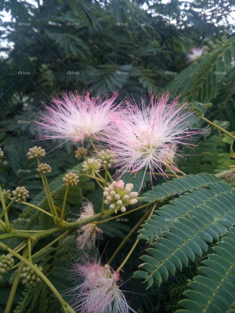 Mimosa Tree