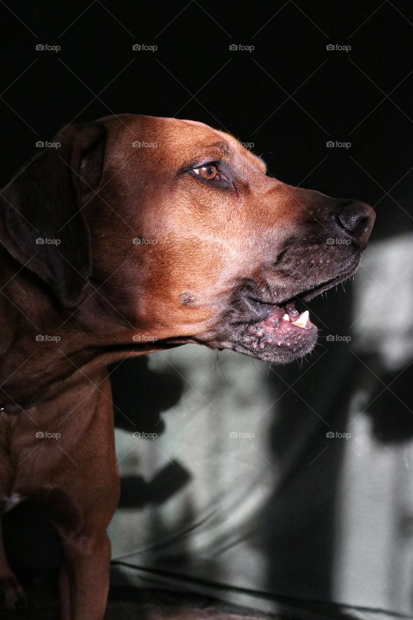 собака лает