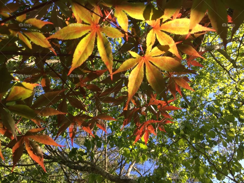 Leaves on a summer evening